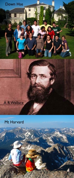 wallace2.jpg